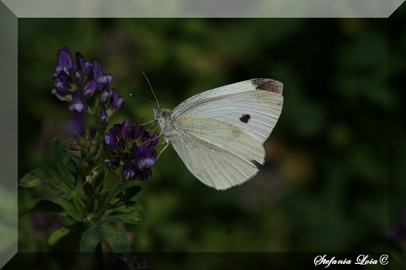 Pieris rapae?